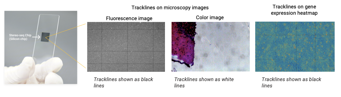 Figure 2 Tracklines on the Stereo-seq Chip
